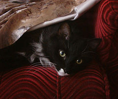 photo "Relaxation"