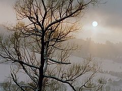 фото "winter sun"