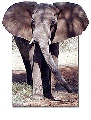 фото "Elefant"