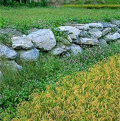 фото "Small Rice field"