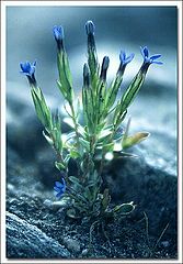 фото "Blue Ensian"