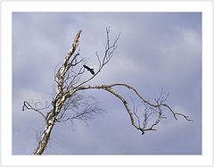 photo "Black Bird"