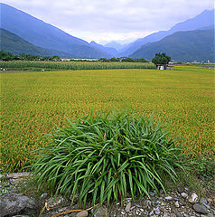 фото "The Rice Field in the east of Taiwan"