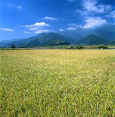 фото "Great rice field"