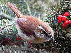 photo "A Carolina Wren in Virginia !!"