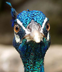 фото "Eye 2 Eye"