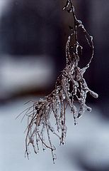 фото "Обледенение"