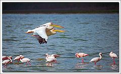 фото "Pelicans flying over Lake Nakuru, Kenya"
