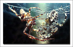photo "Spiders"
