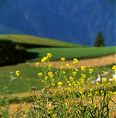 фото "Melody"