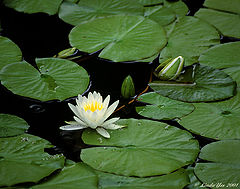 photo "Water Lily Garden"