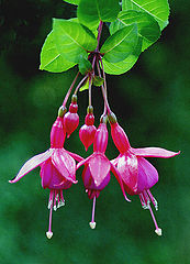 фото "Fuchsia"