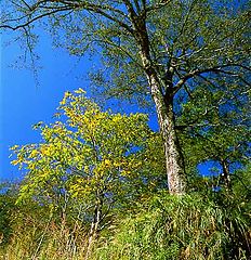 фото "Trees"