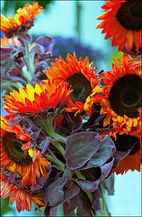 photo "Fire (sunflowers)"