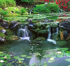 фото "Water Garden"