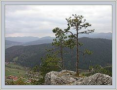 фото "Stones and Trees"