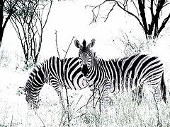 фото "Safari"