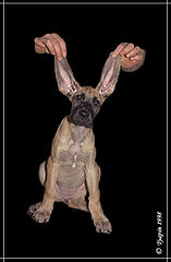 photo "Ears"