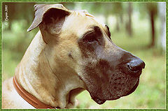 photo "My caring and tender beast"