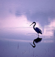 фото "Heron at Sunset"