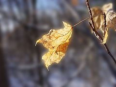 photo "Catching the Sun"