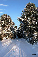 photo "Winter road"