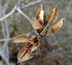 photo "Rose of Sharon`s Winter Caps..."