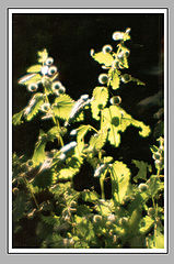 photo "Untitled photo"