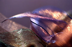 photo "waves"
