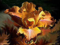 photo "Copper Fire"