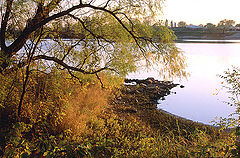 photo "Golden Evening Light"