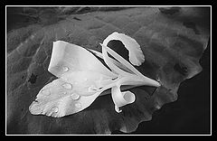 photo "***"