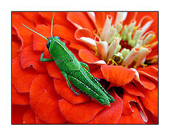 photo "green on red"