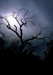 фото "Night Beauty"