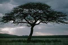 фото "Acacia"