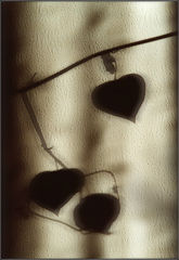 photo "Sadness story"