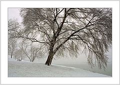 photo "First Snow"