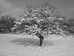photo "Winter Perfection"