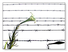 фото "Forbidden ways"