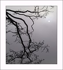 фото "A Tree and the Sun"