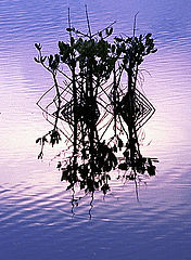 фото "Reflection"