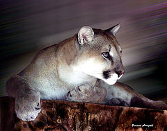 фото "Night watcher"