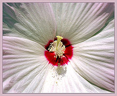 photo "Just a flower"