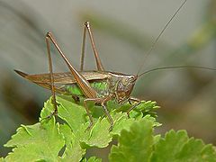 photo "Grasshopper"