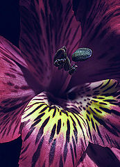 photo "Holiday of color"