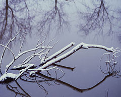 фото "reflections"