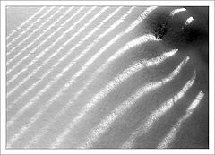 photo "Zebra"
