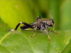 photo "A type of fly"