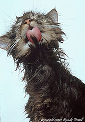 фото "cant lick this"
