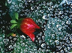 фото "Caught in a Web"